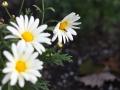 IMG_0999 fly on daisy